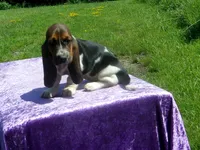 Chloe, a female Basset Hound for sale in Kansas City, MO – 2 of 8