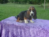 Hanson, a male Basset Hound for sale in Kansas City, MO – 7 of 7