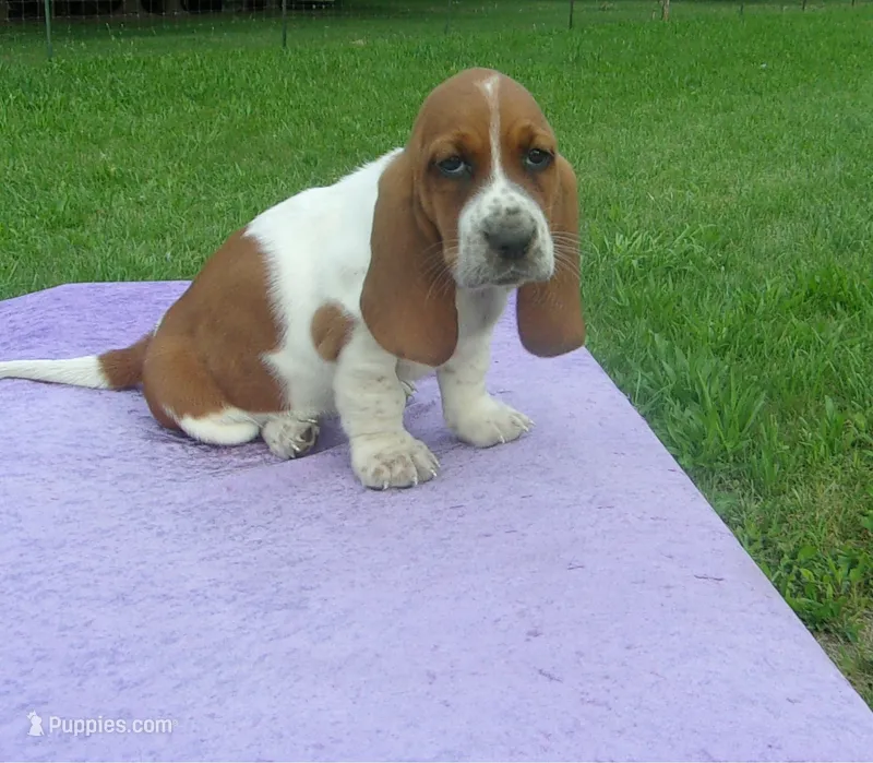 Dixie – Basset Hound puppy for sale in Kansas City, MO