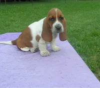 Dixie, a female Basset Hound for sale in Kansas City, MO – 1 of 6