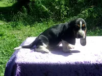 Hazel, a female Basset Hound for sale in Kansas City, MO – 4 of 9