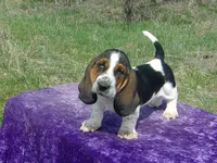 Pebbles, a female Basset Hound for sale in Kansas City, MO – Photo 3 of 7