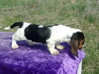 Pebbles, a female Basset Hound for sale in Kansas City, MO – Photo 6 of 7