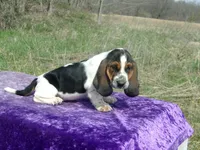 Pebbles, a female Basset Hound for sale in Kansas City, MO – Photo 5 of 7