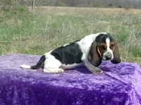 Pebbles, a female Basset Hound for sale in Kansas City, MO – Photo 1 of 7