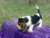 Pebbles, a female Basset Hound for sale in Kansas City, MO – Photo 7 of 7