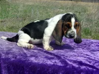 Pebbles, a female Basset Hound for sale in Kansas City, MO – Photo 4 of 7