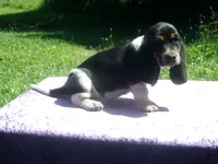 Jezzabelle, a female Basset Hound for sale in Kansas City, MO – 2 of 9