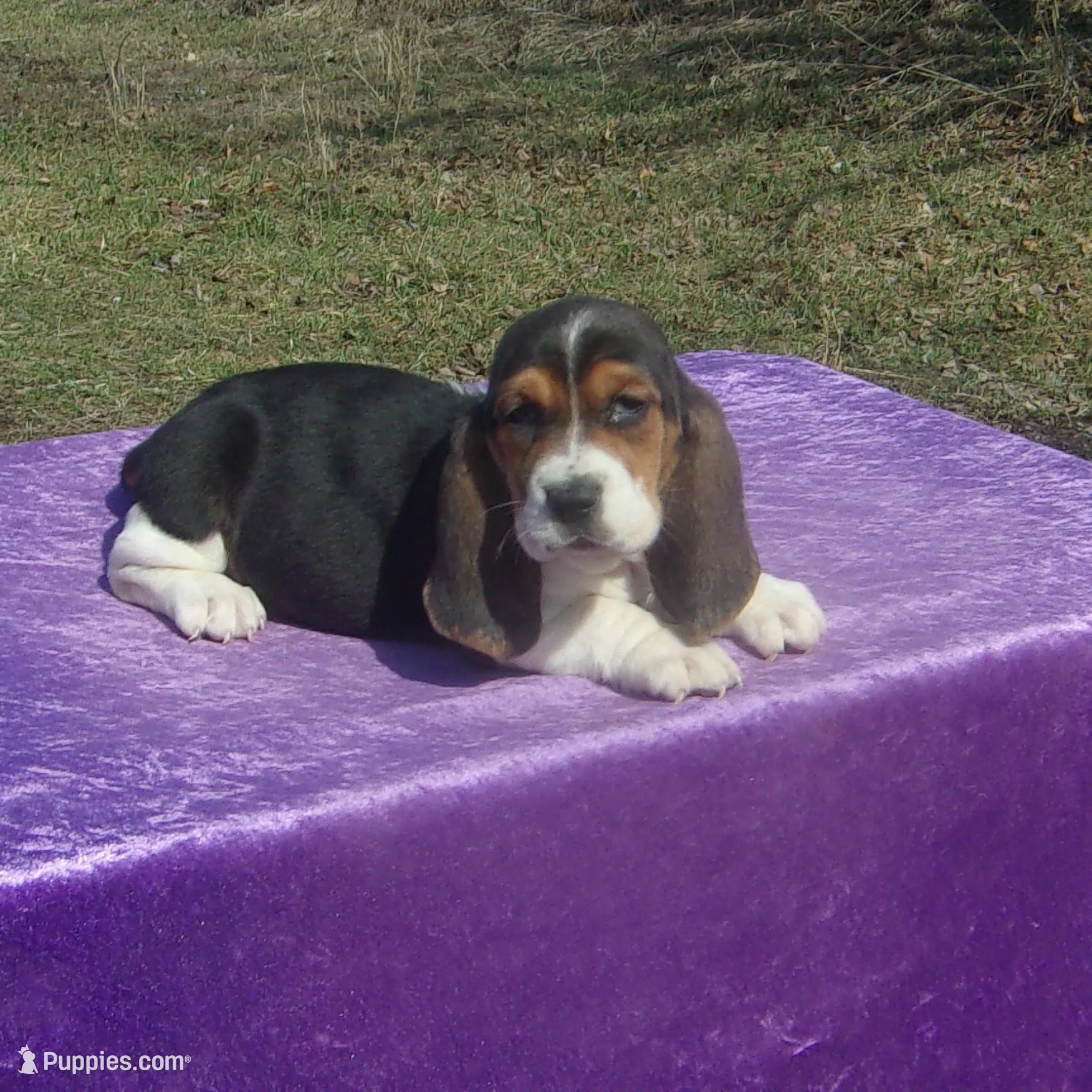 Mia – Basset Hound puppy for sale in Kansas City, MO