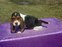 Mia, a female Basset Hound for sale in Kansas City, MO – Photo 5 of 7