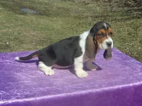Mia, a female Basset Hound for sale in Kansas City, MO – Photo 4 of 7