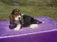 Mia, a female Basset Hound for sale in Kansas City, MO – Photo 6 of 7