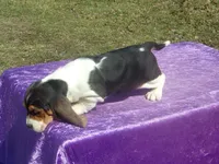 Mia, a female Basset Hound for sale in Kansas City, MO – Photo 7 of 7