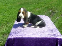 Bella, a female Basset Hound for sale in Kansas City, MO – 1 of 9