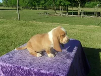 Shilo, a male Basset Hound for sale in Kansas City, MO – 5 of 8