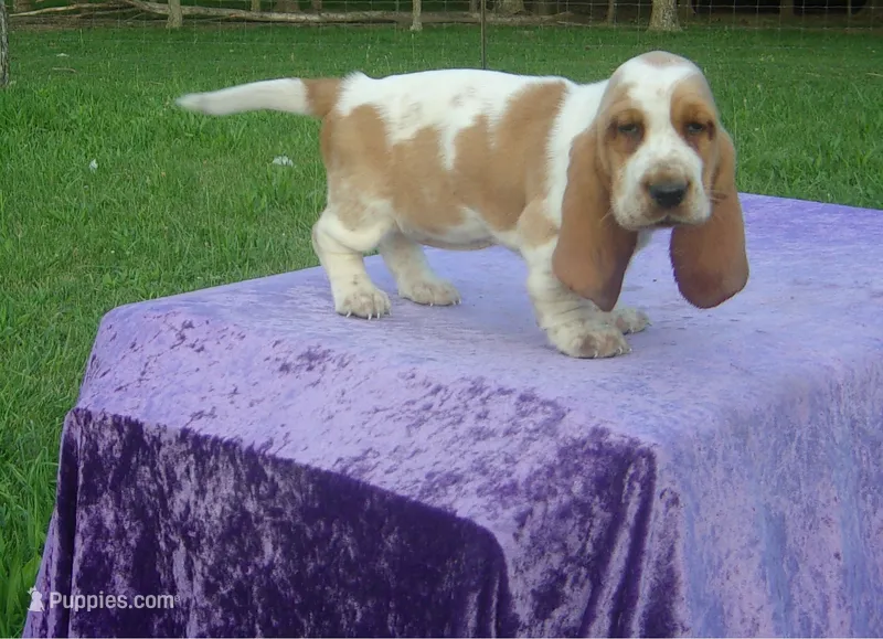 Elsie – Basset Hound puppy for sale in Kansas City, MO