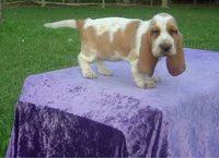 Elsie, a female Basset Hound for sale in Kansas City, MO – 2 of 6