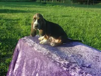 Hanson, a male Basset Hound for sale in Kansas City, MO – 6 of 7