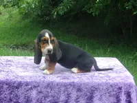 Sadie, a female Basset Hound for sale in Kansas City, MO – 8 of 9