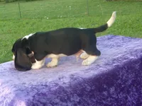 Winston, a male Basset Hound for sale in Kansas City, MO – 6 of 9