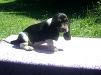 Jezzabelle, a female Basset Hound for sale in Kansas City, MO – 1 of 9