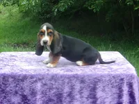 Sadie, a female Basset Hound for sale in Kansas City, MO – 2 of 9