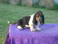 Morgan, a male Basset Hound for sale in Kansas City, MO – Photo 1 of 4