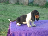 Morgan, a male Basset Hound for sale in Kansas City, MO – Photo 2 of 4