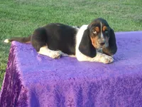 Morgan, a male Basset Hound for sale in Kansas City, MO – Photo 4 of 4