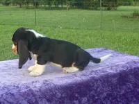 Winston, a male Basset Hound for sale in Kansas City, MO – 5 of 9