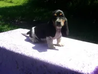 Jezzabelle, a female Basset Hound for sale in Kansas City, MO – 9 of 9