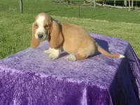 Truman, a male Basset Hound for sale in Kansas City, MO – 3 of 7