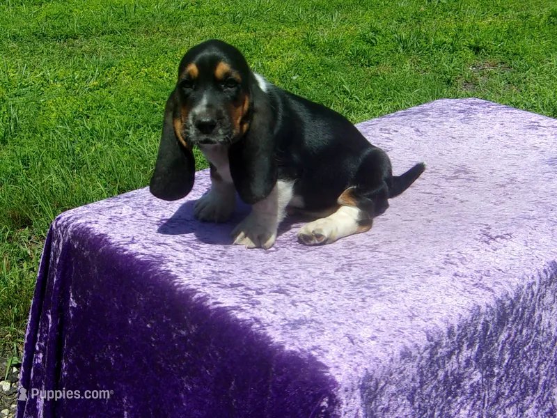 Cisco – Basset Hound puppy for sale in Kansas City, MO