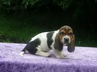 Sammie, a male Basset Hound for sale in Kansas City, MO – 6 of 7