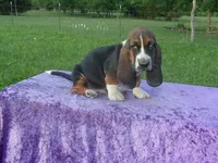 Hanson, a male Basset Hound for sale in Kansas City, MO – 2 of 7