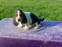 Mandy, a female Basset Hound for sale in Kansas City, MO – Photo 4 of 7