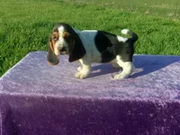 Mandy, a female Basset Hound for sale in Kansas City, MO – Photo 6 of 7
