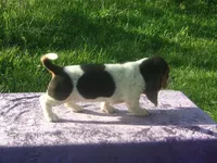 Mandy, a female Basset Hound for sale in Kansas City, MO – Photo 5 of 7