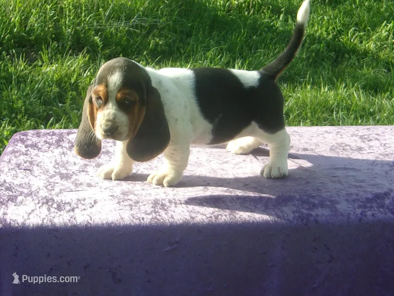 Mandy, a female Basset Hound for sale in Kansas City, MO – Photo 1 of 7