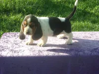 Mandy, a female Basset Hound for sale in Kansas City, MO – Photo 1 of 7
