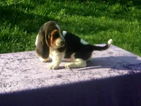Mandy, a female Basset Hound for sale in Kansas City, MO – Photo 3 of 7