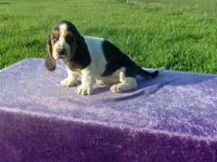 Mandy, a female Basset Hound for sale in Kansas City, MO – Photo 7 of 7