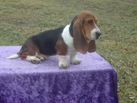 Humphrey, a male Basset Hound for sale in Kansas City, MO – Photo 4 of 10