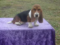 Humphrey, a male Basset Hound for sale in Kansas City, MO – Photo 2 of 10