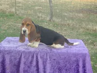 Humphrey, a male Basset Hound for sale in Kansas City, MO – Photo 9 of 10