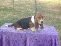 Humphrey, a male Basset Hound for sale in Kansas City, MO – Photo 8 of 10