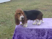 Humphrey, a male Basset Hound for sale in Kansas City, MO – Photo 5 of 10