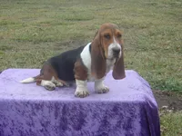 Humphrey, a male Basset Hound for sale in Kansas City, MO – Photo 1 of 10