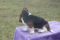 Humphrey, a male Basset Hound for sale in Kansas City, MO – Photo 6 of 10