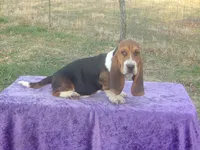 Humphrey, a male Basset Hound for sale in Kansas City, MO – Photo 7 of 10